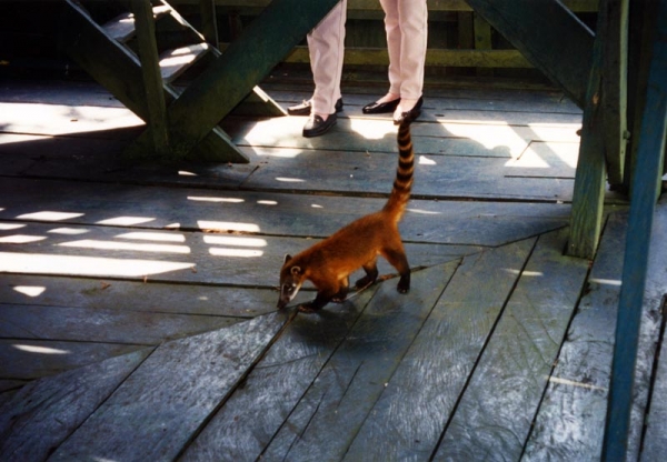 Zdjęcie z Brazylii - W Ariau Jungle Tower