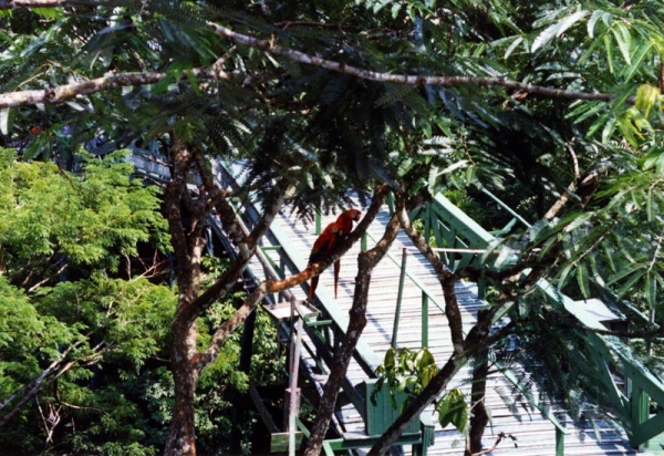 Zdjęcie z Brazylii - W Ariau Jungle Tower
