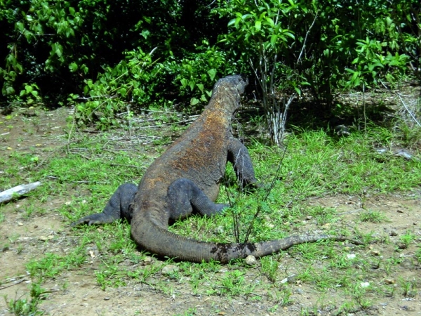 Zdjęcie z Indonezji - KOMODO ISLAND