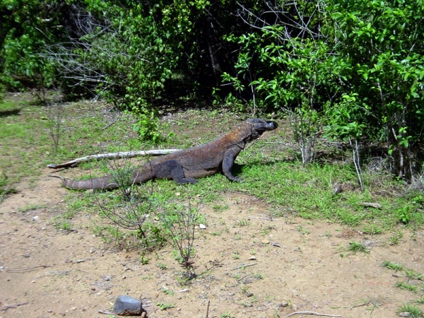 Zdjęcie z Indonezji - KOMODO ISLAND