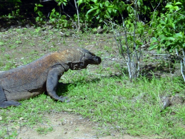 Zdjęcie z Indonezji - KOMODO ISLAND