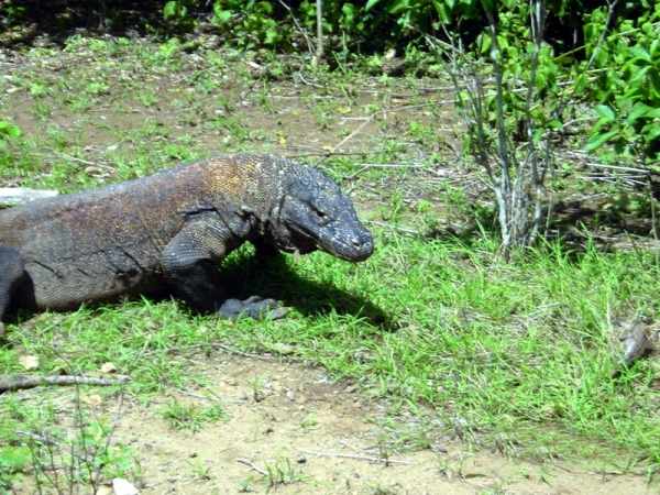 Zdjęcie z Indonezji - KOMODO ISLAND