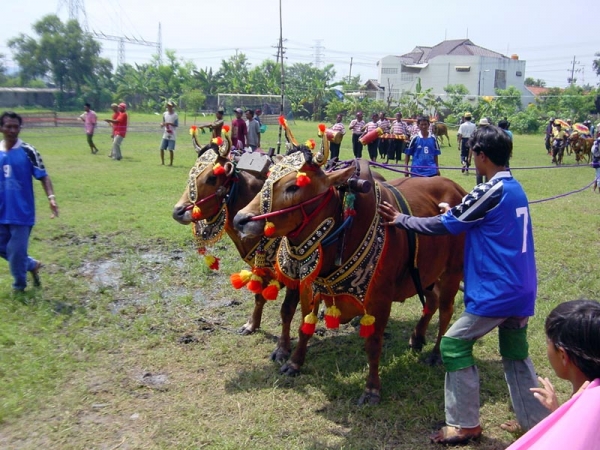 Zdjęcie z Indonezji - SURABAYA