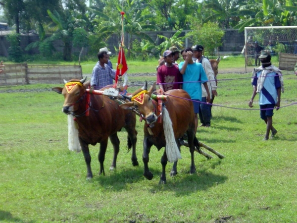 Zdjęcie z Indonezji - SURABAYA