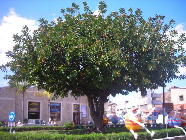 Zdjęcie z Cypru - Limassol