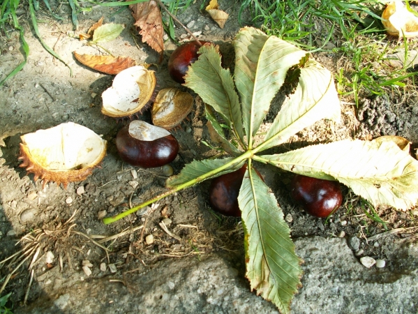 Zdjęcie z Węgier - 