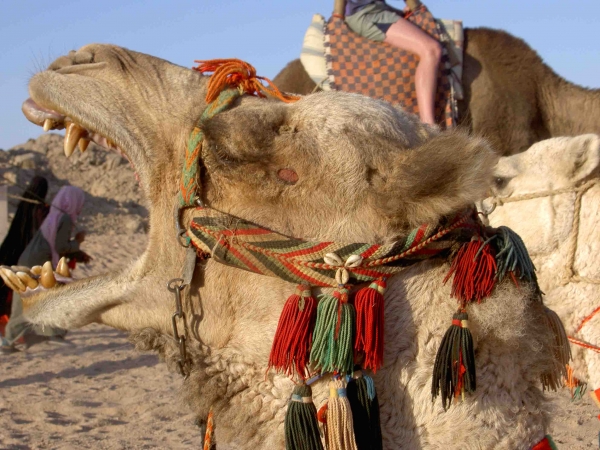 Zdjecie - Egipt - Hurghada