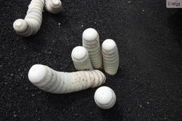 Zdjęcie z Hiszpanii - Ogród Kaktusów