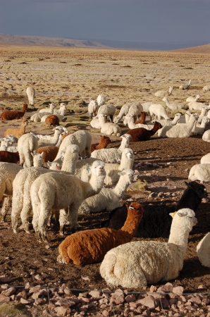Zdjęcie z Peru - 