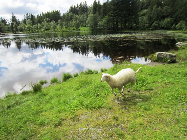 Zdjęcie z Norwegii - 