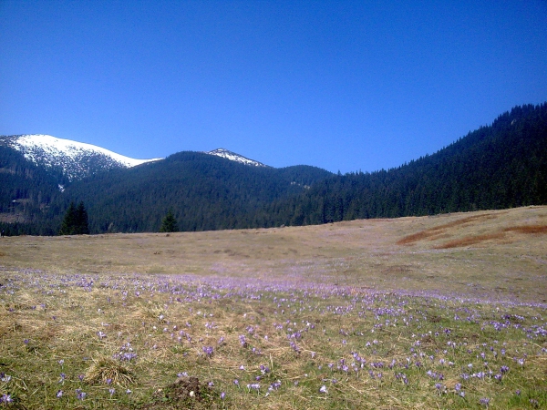 Zdjecie - Polska - Tatry - Dolina Chochołowska