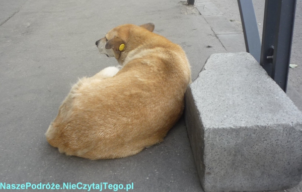 Zdjęcie z Rumunii - Bukareszt