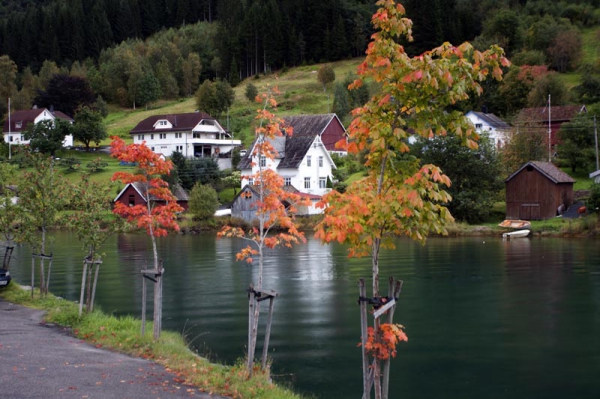 Zdjęcie z Norwegii - Stryn
