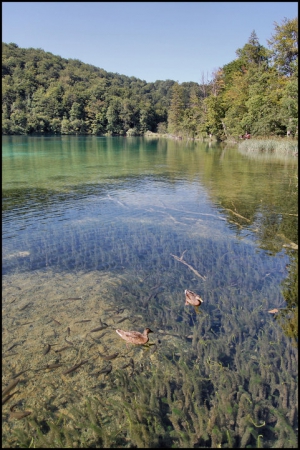 Zdjęcie z Chorwacji - NP Plitvička jezera