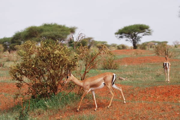 Zdjęcie z Kenii - Tsavo