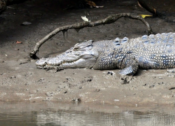 Zdjecie - Australia - Cairns