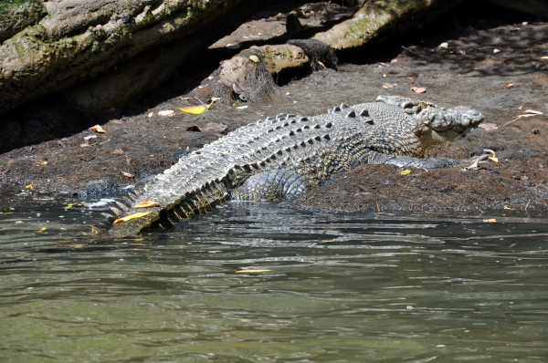 Zdjęcie z Australii - Kolejny wielki krokodyl..