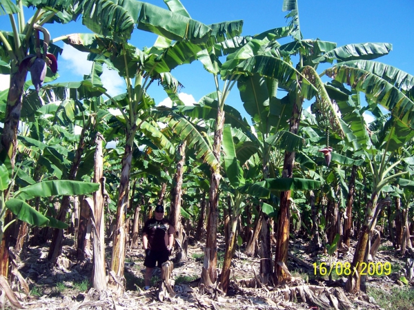 Zdjęcie z Australii - Plantacja bananowa