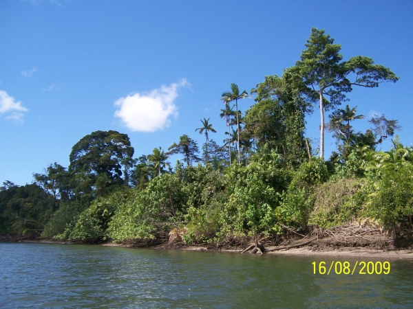 Zdjęcie z Australii - Brzeg Daintree River