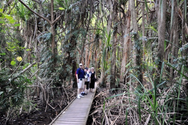 Zdjęcie z Australii - Pandanus swamp board walk