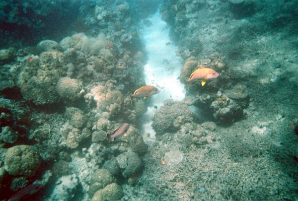 Zdjęcie z Australii - Kolorowe rybki