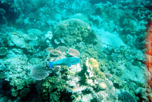 Zdjęcie z Australii - Parrot fish