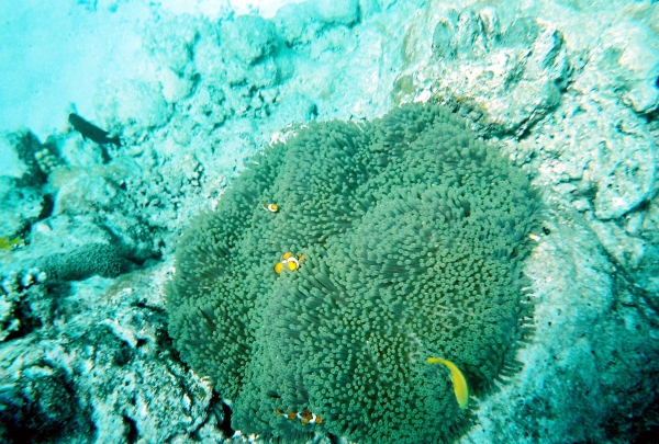 Zdjęcie z Australii - Blazenki morskie- nemo...
