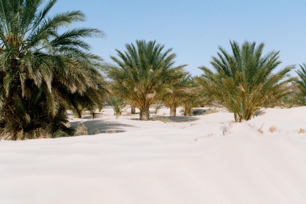 Zdjęcie z Tunezji - Pustynna oaza w Touzer