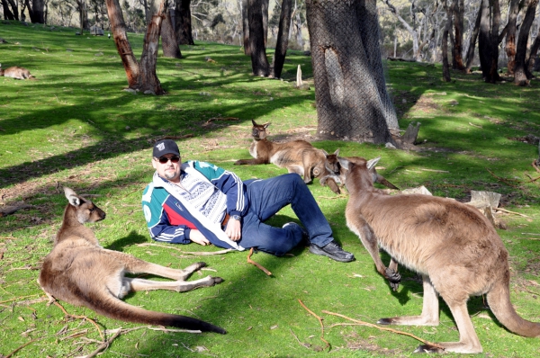 Zdjęcie z Australii - Kangury w Cleland Park