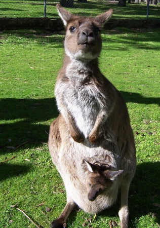 Zdjęcie z Australii - Zobacz co mam w torbie!