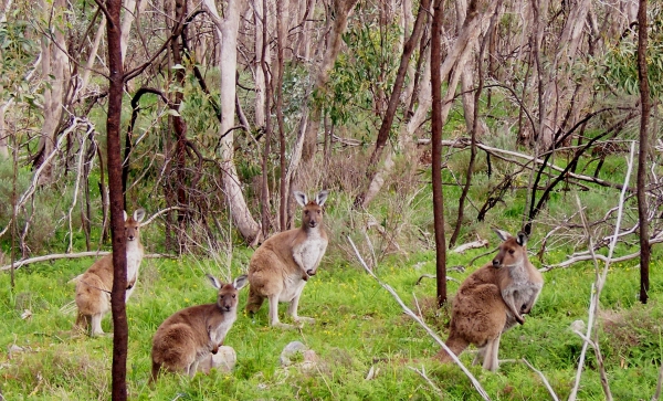 Zdjęcie z Australii - Rodzinka kangurow...
