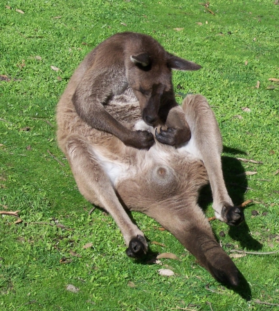Zdjęcie z Australii - Cos mnie brzucho swedzi
