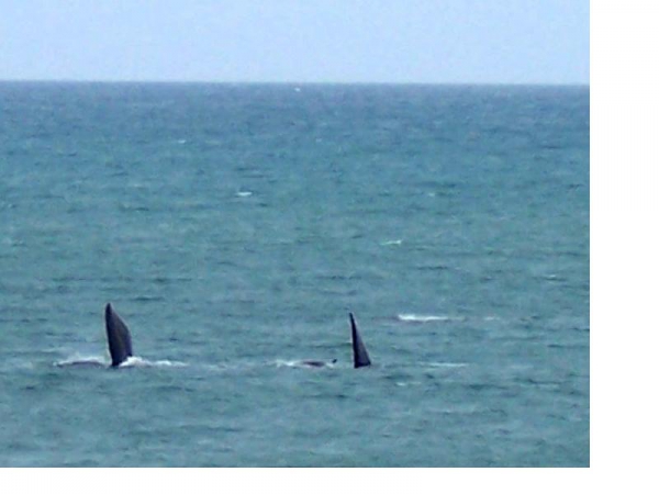 Zdjęcie z Australii - Pletwy pary wielorybow...