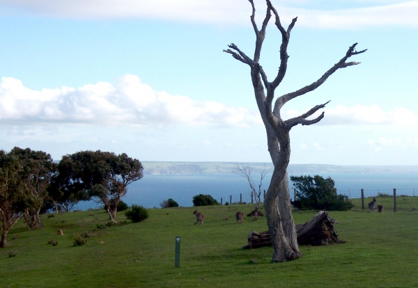 Zdjęcie z Australii - Kangury, ocean a w tle...