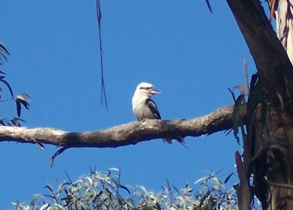 Zdjęcie z Australii - Kookaburra...