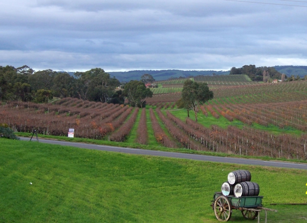 Zdjęcie z Australii - Winnice w McLaren Vale