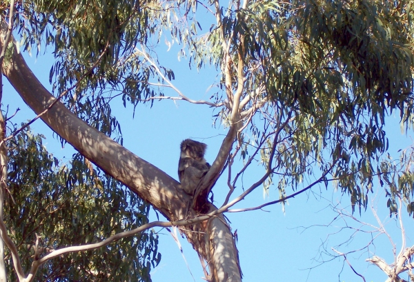 Zdjęcie z Australii - Koala na eukaliptusie