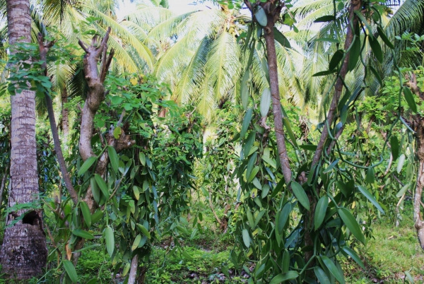 Zdjęcie z Seszeli - Plantacja wanilii