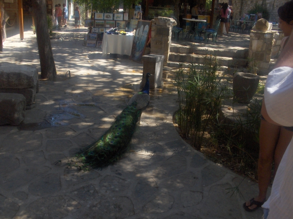 Zdjęcie z Turcji - Bodrum