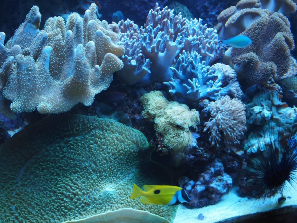 Zdjęcie z Hiszpanii - oceanarium - port