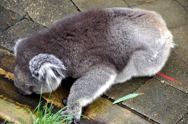 Zdjęcie z Australii - Koala znaczy "nie pije"..