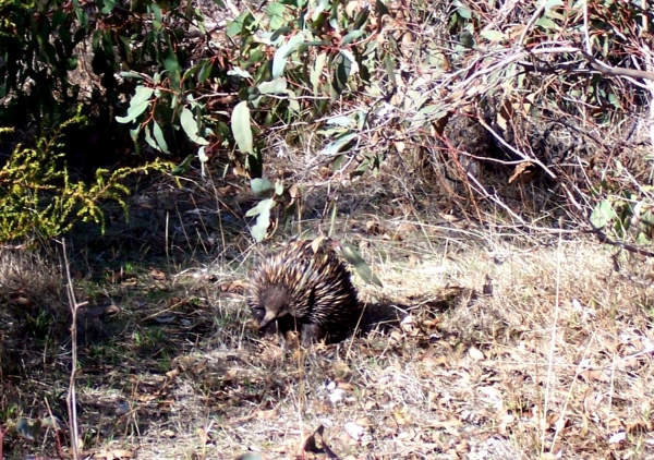 Zdjęcie z Australii - Echidna- australijski jez