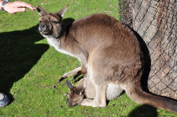 Zdjęcie z Australii - Uff jak mi ciezko!