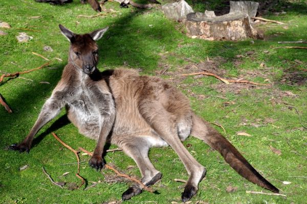 Zdjęcie z Australii - Slodkie lenistwo