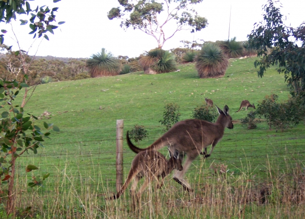 Zdjęcie z Australii - Tam gdzie mama tam i ja