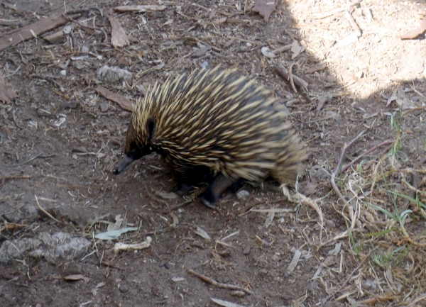 Zdjęcie z Australii - Echidna 