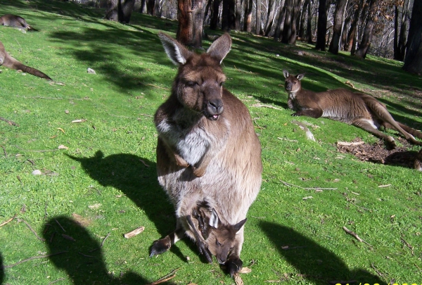 Zdjęcie z Australii - Kangurzyca z maluchem...
