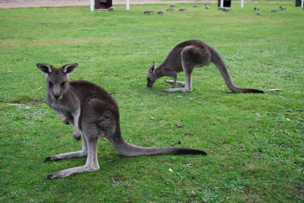 Zdjęcie z Australii - Kangury na trawniku...