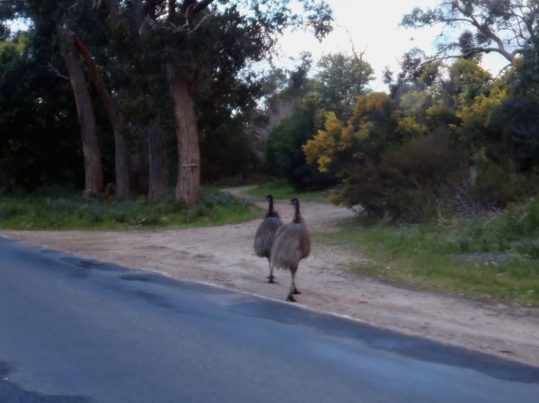 Zdjęcie z Australii - Strusie emu...