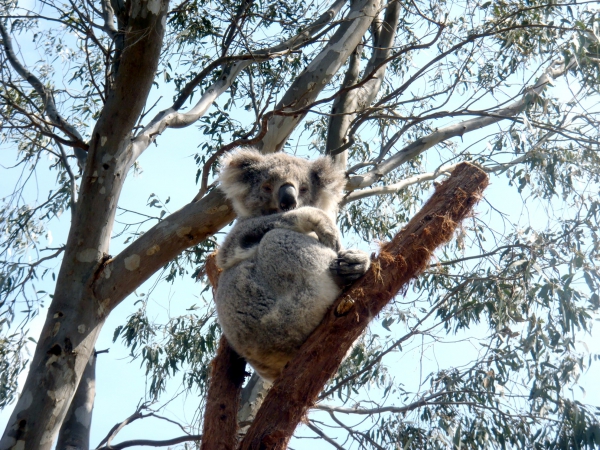 Zdjęcie z Australii - Koala